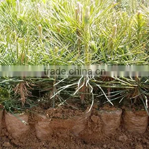 Pinus Massoniana Seedling thumbnail-4