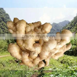 Specification Fresh Ginger thumbnail-1