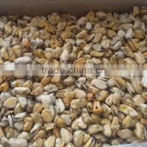 Frozen Mussel Boiled Meat thumbnail-1