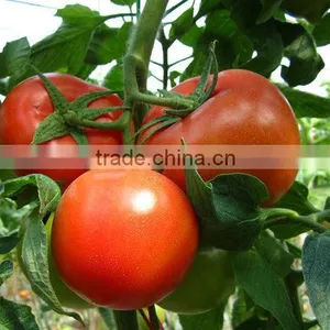 Directly From Factory Organic Liquid Chitosan Fertilizer for Sale thumbnail-1