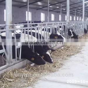 Cow Headlock Gates thumbnail-1