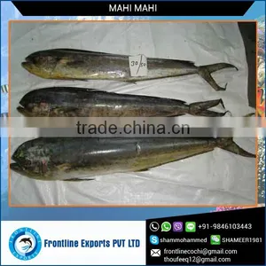 Frozen Mahi Mahi Fish Whole Round for Sale thumbnail-1