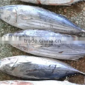 Canned Fish Skipjack Tuna Producer thumbnail-2
