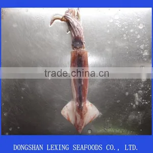 Frozen Illex Squid Whole Argentinus Sea Frozen thumbnail-1