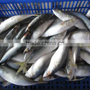 Fresh Seafood 200-600g Frozen Pacific Mackerel thumbnail-1