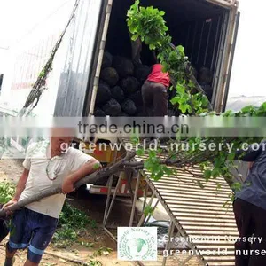 Magnolia Trees Loading Containers thumbnail-1