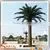 Best Selling Products Large Outdoor Artificial Palm Trees Tropical Plants Life Size Artificial Trees thumbnail-4