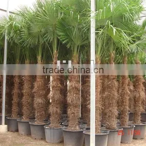 Trachycarpus Fortunei thumbnail-1