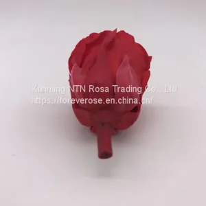 A Grade Everlasting Fresh Flower Decoration Rose Preserved Rose Head thumbnail-4