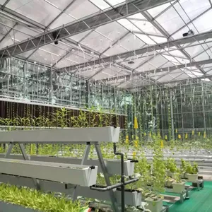 Modern Venlo Type Intelligent Greenhouse Covering PC Sheet thumbnail-1