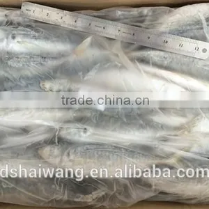 Frozen Whole Round Trachurus Japonicus With Size 40 - 60 Pcs / 10kg Ctn thumbnail-2