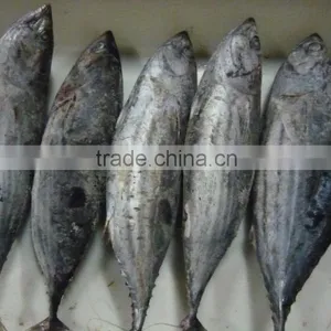 Skipjack Tuna Whole Round thumbnail-3