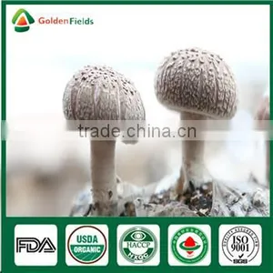 Hotsale Organic Fresh Dry Fungus Vegetable Mushrooms Growing Seed Bag thumbnail-1