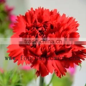 Different Colors Wedding Flower Red Carnation Flower Flower Bouquets thumbnail-4