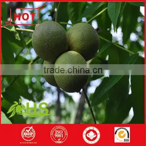 Hickory Nuts Kernel thumbnail-4