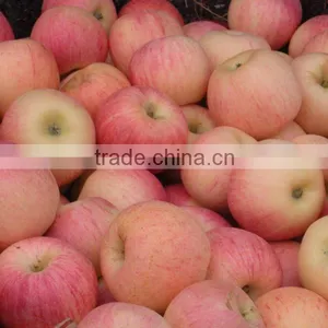 New Crop Fresh Fuji Apple thumbnail-5