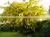 Cassia Fistula thumbnail-2