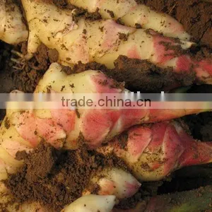 Fresh Ginger Shoot thumbnail-1