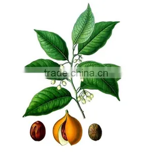 My Wholesale Nutmeg Ground From China Online Shopping thumbnail-4