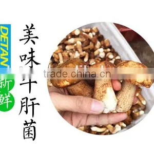 High Quality Porcini Dried Mushroom thumbnail-2