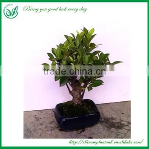 Ficus Bonsai thumbnail-1