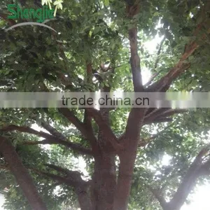 Artificial Indoor Banyan Tree thumbnail-1