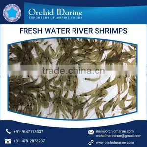 Fresh Quality Widely Demanded Water River Shrimps at Attractive Price thumbnail-3