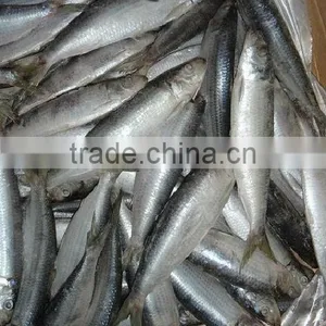Frozen Sardine thumbnail-1