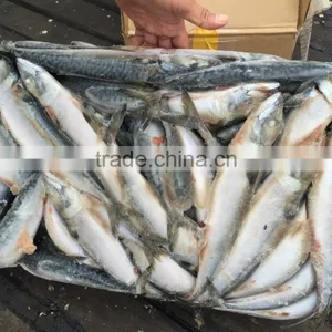SeaFrozen Pacific Mackerel 2016 NEW SCOMBER JAPONICUS 200-300g thumbnail-2