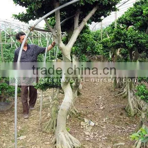 Ficus Microcarpa Big S Shape thumbnail-1