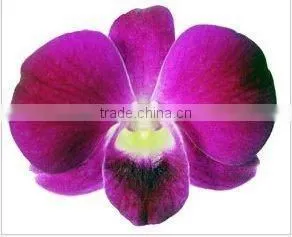 Thailand High Quality OR-019 Dendrobium Big Ham Orchid thumbnail-1