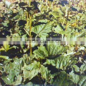 Saussurea Lappa Extract thumbnail-1