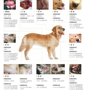 狗发病位置
