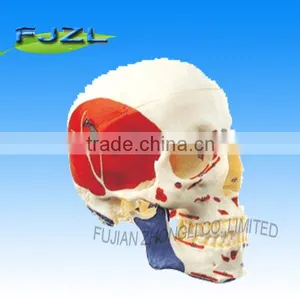 Plastic Adult Skull Model With Colored Muscular Zone thumbnail-1