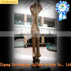 Display Hall Dinosaurs Skeleton Replica thumbnail-4