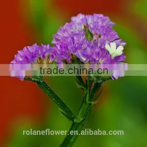 Colorful Glitzy Wedding Decoration Flower Stand Good Quality Fresh Flower Wholesale Baby's Flower Decoration With 1kg/bundle thumbnail-5