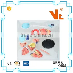V-HM11 4D MASTER Human Heart Assembled Model thumbnail-5