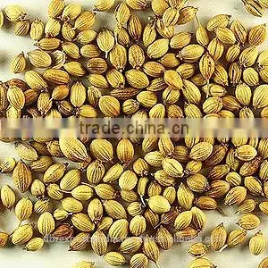 Coriander Seed Oil thumbnail-1