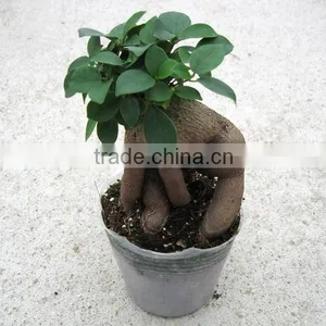 Flowers With Plants for Home Money Tree With Cheap Price thumbnail-2