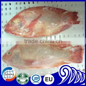Hot Selling Tilapia Whole Round (Tilapia W/R) thumbnail-5