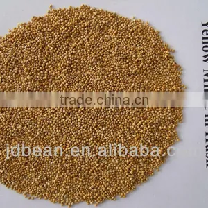 Yellow Millet in Husk MC With High Quality thumbnail-1