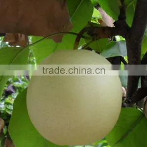 9KG Fresh Golden Pear 40-44 Size thumbnail-3