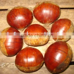 Chestnut on Promotion thumbnail-1