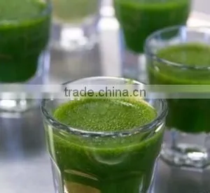 2015 Health Food Organic Barley Grass Powder thumbnail-4