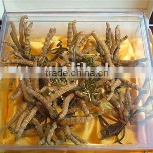 Healthcare Product Cordyceps Sinensis thumbnail-1