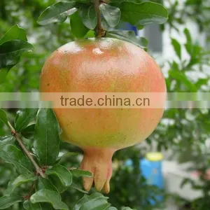 Top Quality Pomegranate Extract Powder thumbnail-1
