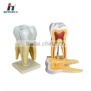 Human Teeth thumbnail-1