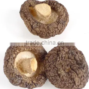 Lentinus Edodes/mushroom Champignon/champignon Mushroom thumbnail-3