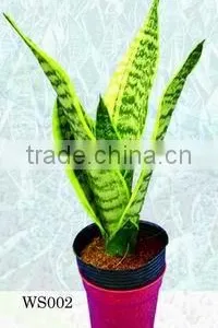 Sansevieria/bonsai thumbnail-1