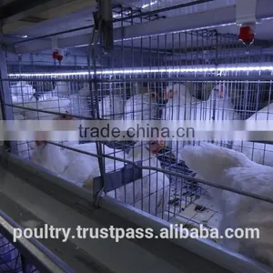 Poultry Cages thumbnail-3